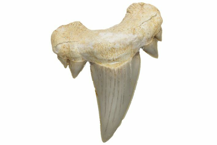 Fossil Shark Tooth (Serratolamna) - Morocco #226907